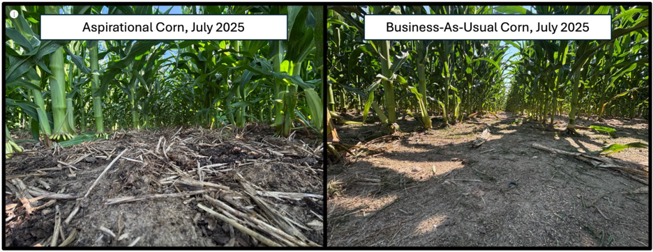 ASP.BAU.corn comparison copy.png